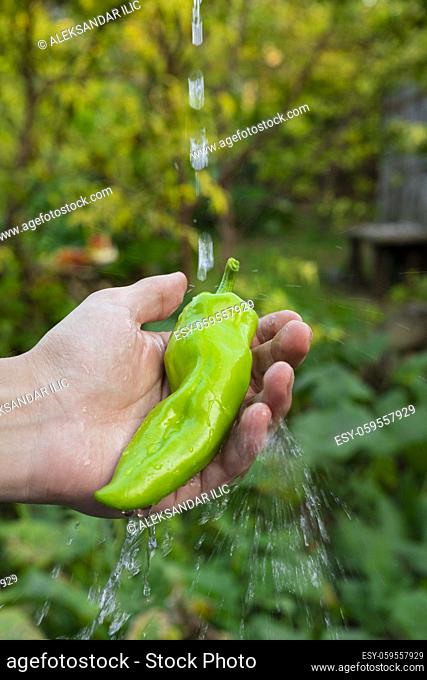 Green pepper in hand held by the farmer in the garden