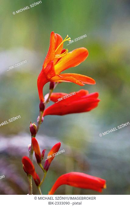 South American Iris (Crocosmia), invasive plant in Hawaii, Big Island, USA