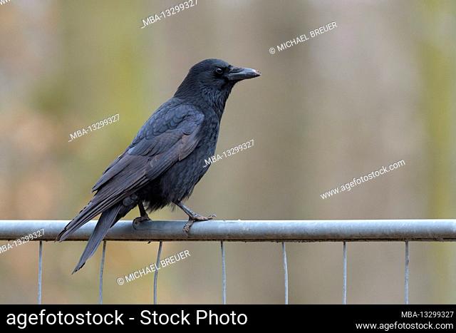 Carrion crow on a site fence, Hesse, Germany