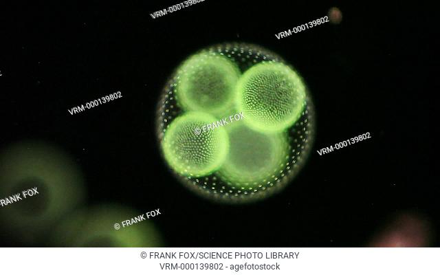 Volvox algae. Light microscopy footage of colonies of the freshwater green alga Volvox sp., containing several asexual daughter colonies