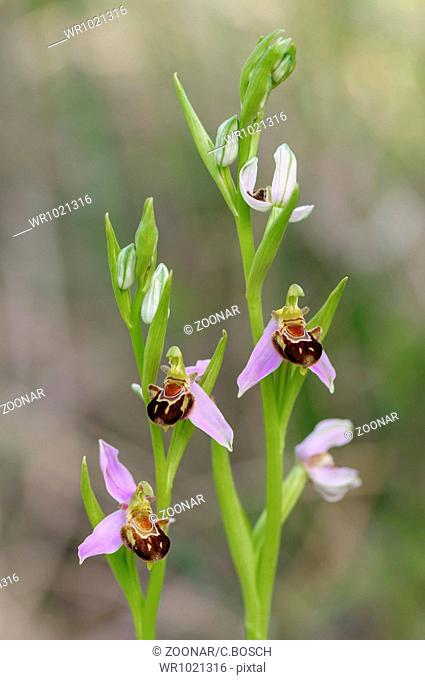 Bee orchid, Ophrys apifera