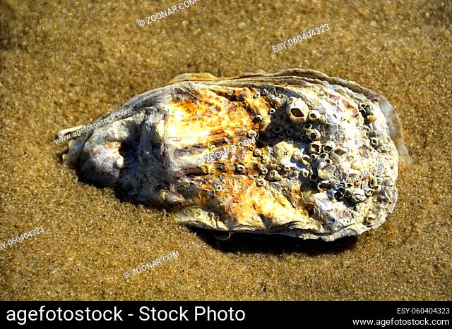 Auster am Strand auf Sylt