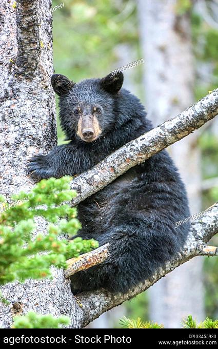 Portrait of an American black bear cub (Ursus americanus) looking at camera and climbing a tree in Yellowstone National Park