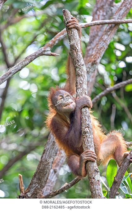 Asia, Malaysia, Borneo, Sabah, Sandakan, Sepilok Orang Utan Rehabilitation Center, Northeast Bornean orangutan (Pongo pygmaeus morio), young