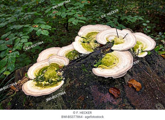 lumpy bracket (Trametes gibbosa), fruiting bodies on beech tree snag, Germany