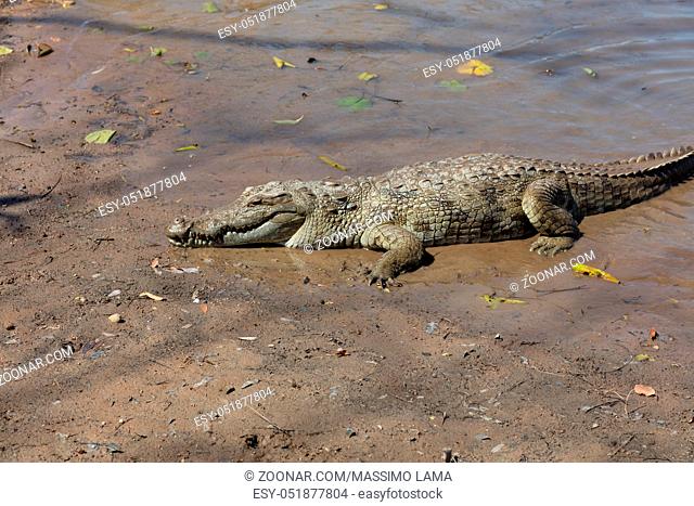 sacred crocodile in Sabou, Burkina Faso, Africa