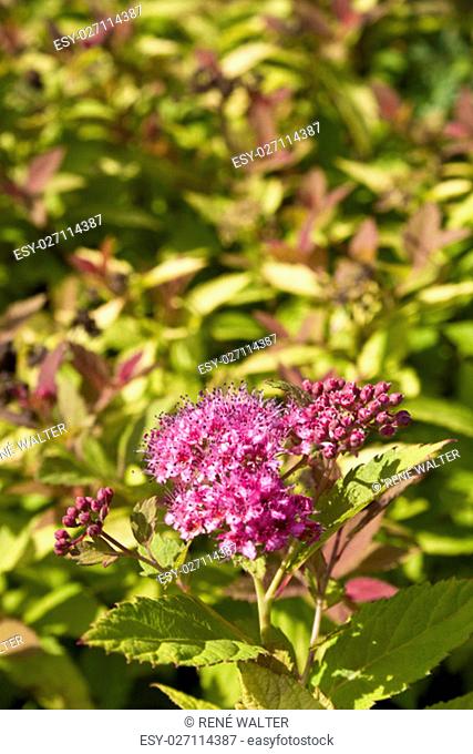 Spiraea or meadowsweet flowers in pink with green shrub