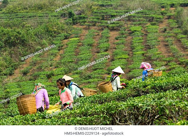Vietnam, Lai Chau province, Tam Duong, tea plantations