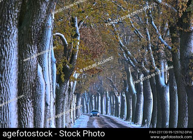 dpatop - 30 November 2023, Brandenburg, Petersdorf: A car drives along a snow-covered avenue in the Oder-Spree district in the east of Brandenburg