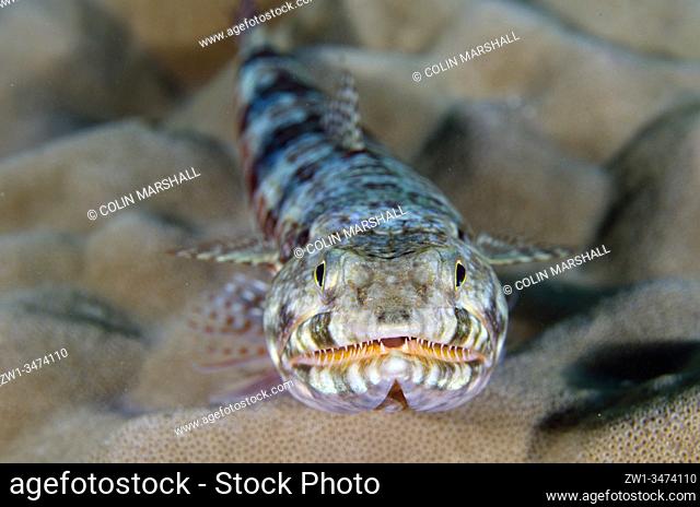 Reef Lizardfish (Synodus variegatus, Synodontinae Family), Demak dive site, Bangka Island, north Sulawesi, Indonesia, Pacific Ocean