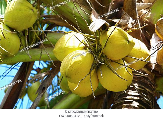 Close-up of yellow coconuts ripening on palmtree