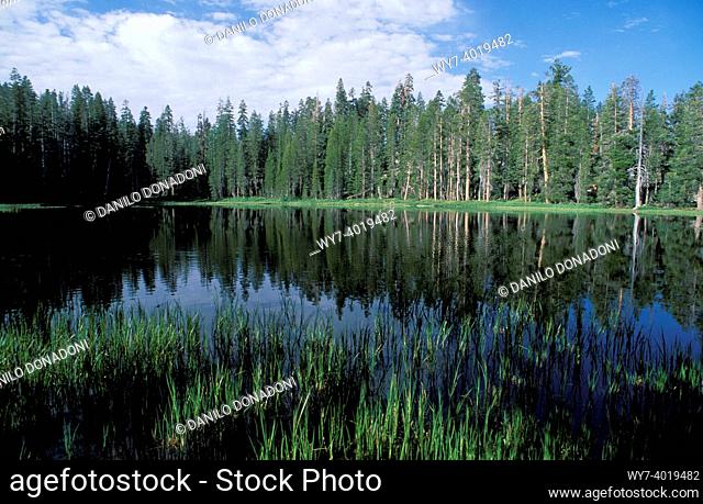 lake near toulumne meadows, yosemite n. p. , usa