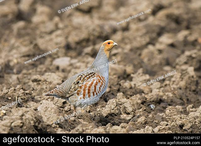 Grey partridge / English partridge / hun (Perdix perdix) male showing camouflage colours in ploughed field in spring