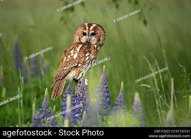 Tawny owl in wild nature during spring time (CTK Photo/Ondrej Zaruba)