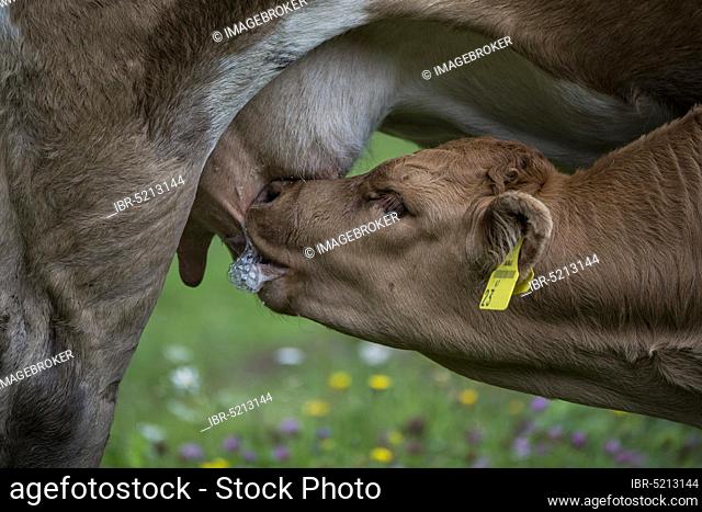 Suckling calf on meadow, St. Ilgen, Bodenbauer, Joseralm, Styria, Austria, Europe