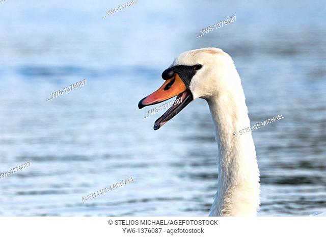Mute swan with open mouth