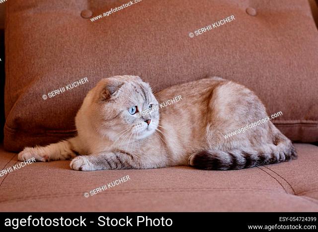 Lovely purebred cat Scottish pleat lies on the couch and looks away with interest. Side view