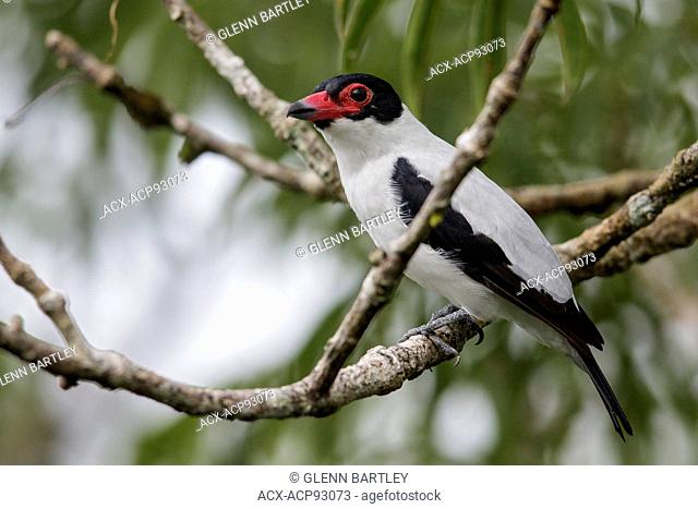 Black-tailed Tityra (Tityra cayana) perched on a branch in Ecuador