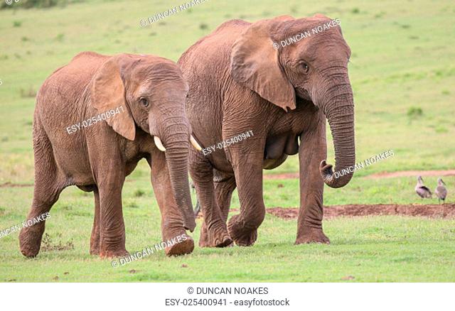 Family of African elephants walking acroos the green grass