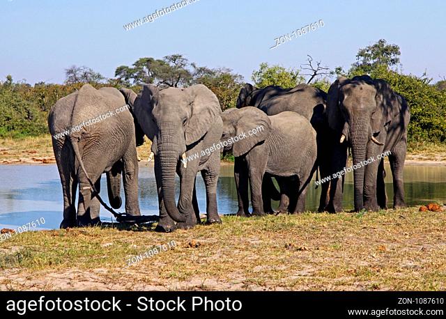 Afrikanische Elefanten (Loxodonta africana) am Fluss im Chobe Nationalpark, Botswana