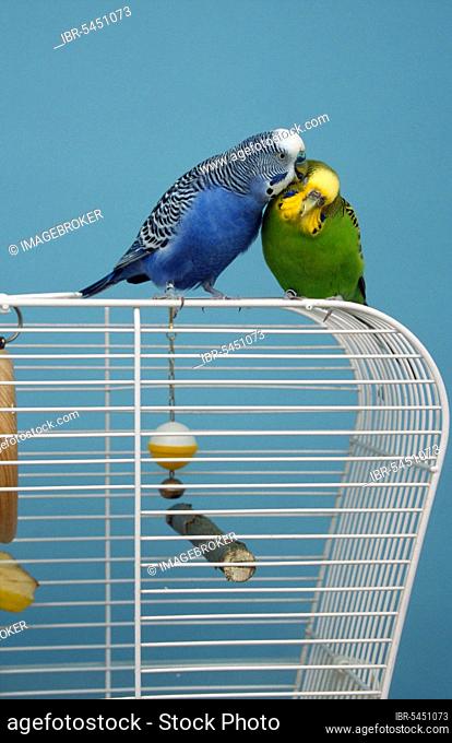Budgies (Melopsittacus undulatus), pair on cage, normal-dark blue and normal-light green, male cuddles female