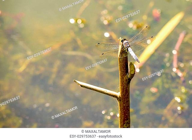 Closeup of a dragonfly on a branch near the pond