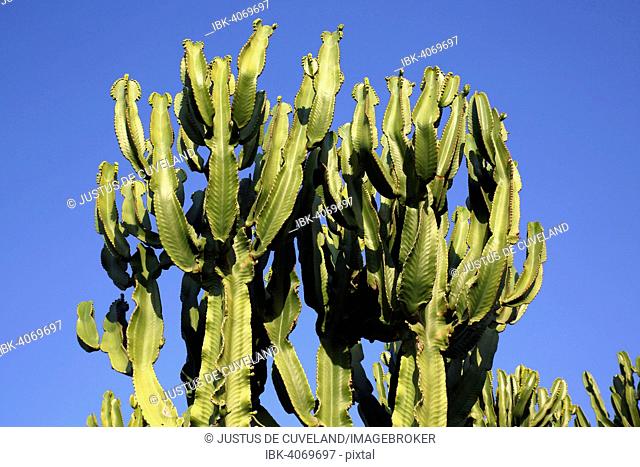 Candelabra Tree (Euphorbia ingens), Lanzarote, Canary Islands, Spain