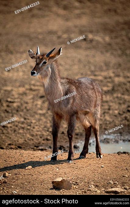 Young male common waterbuck standing watching camera