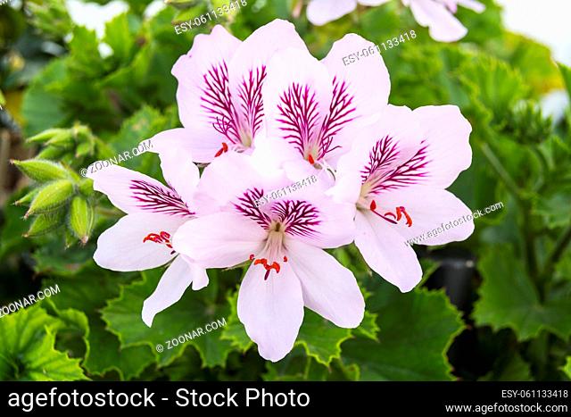 Geranium flowers, Pelargonium, spring time