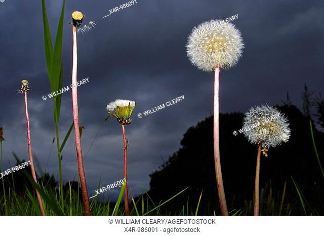 Dandelion (Taraxacum officinale) parachutes ready to shed their seeds