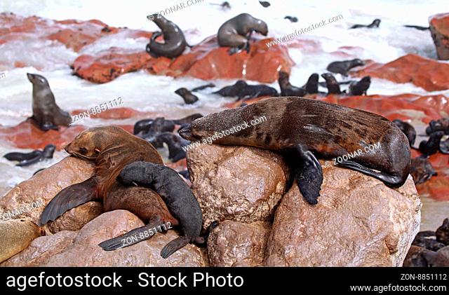 Kolonie Südafrikanische Seebären, Arctocephalus pusillus, Kreuzkap Namibia, South African fur seals, cape cross