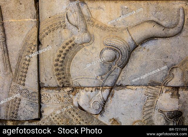 Relief detail of the delegation of nations bringing gifts to Darius on the steps of Apadana Palace, Persepolis, Persepolis, Iran, Asia