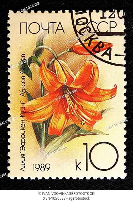 Lily African Queen Lilium speciosum, postage stamp, USSR, 1989