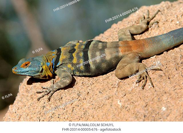 Blue Rock Lizard Petrosaurus thalassinus Male - close-up - Arizona, U S A - captive
