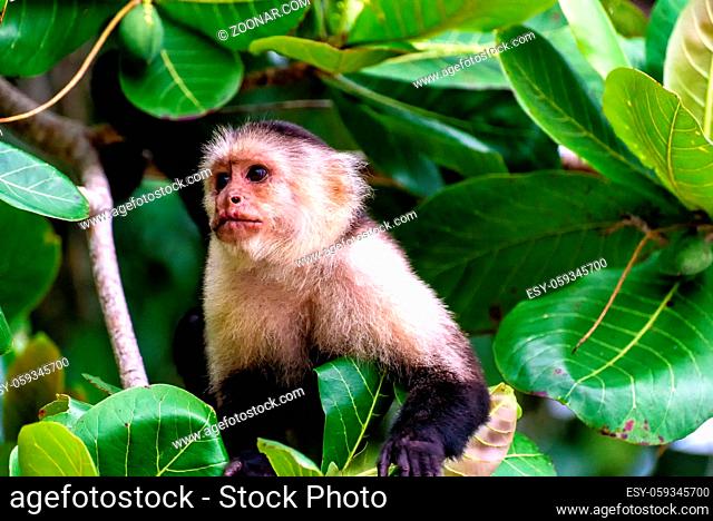 Cebus monkey in a tree in the jungle in central america