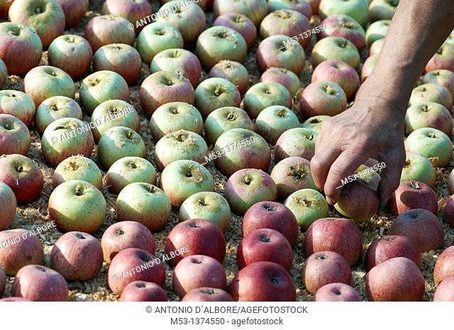 farm worker turning annurca apples layed on wood chips beds to ripe  santa croce  province of benevento  campania  italy  europe