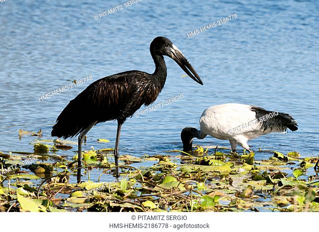Botswana, Okavango Delta, listed as World Heritage by UNESCO, Khwai Concession, African sacred ibis (Threskiornis aethiopicus) and African openbill (Anastomus...