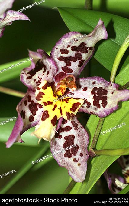 Tropical Orchid, Orchidaceae, Amazonia, Ecuador, America