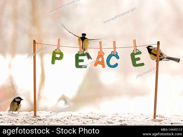 Great tit with clothesline with text 'peace'