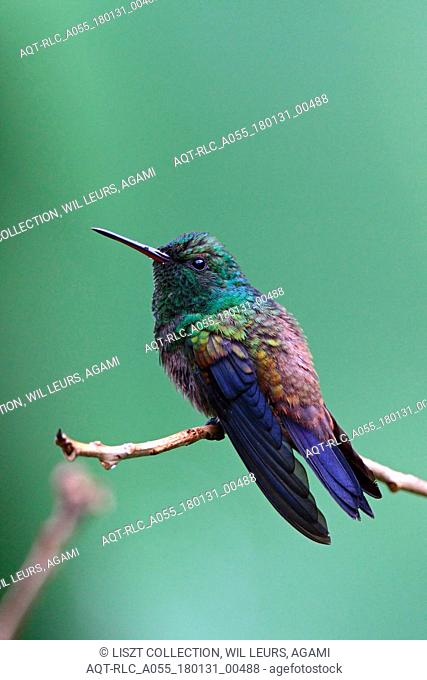 Copper-rumped Hummingbird perched on branch Tobago, Copper-rumped Hummingbird, Amazilia tobaci