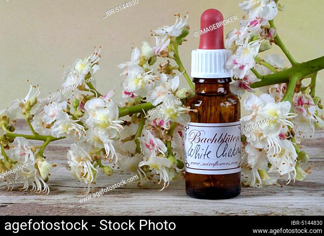 Vial with Bach Flower Drops, Horse Chestnut (Aesculus hippocastanum), Bach Flowers, Alternative Medicine