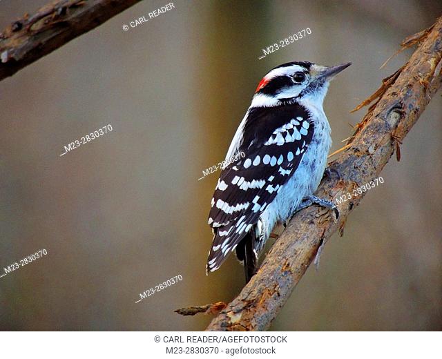 A male downy woodpecker, Picoides pubescens, poses on a branch, Pennsylvania, USA