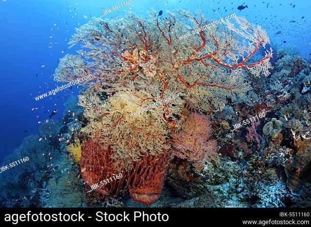 Coral Reef, Melithaea Gorgonian (Melithaea sp.), Barrel sponge (Xestospongia testudinaria), Pacific, Sulu Sea, Tubbataha Reef National Marine Park