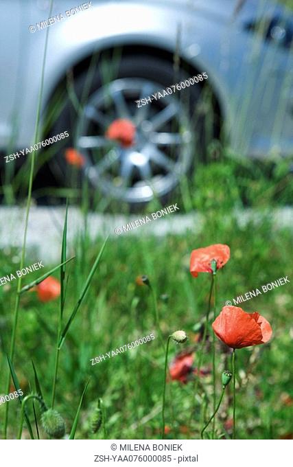 Poppies, close-up, car wheel in background