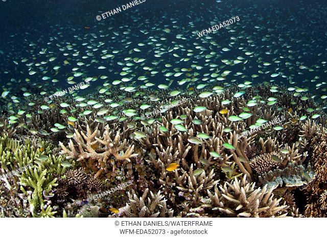 Chromis over Corals, Cromis viridis, Raja Ampat, West Papua, Indonesia
