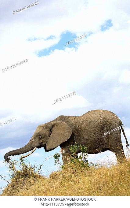 Elephant feeds on the plains of the Masai Mara