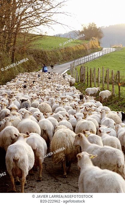 Sheep, Sierra de Aralar, Zaldibia, Guipúzcoa, Spain