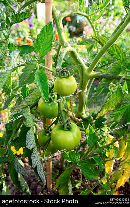 Green unripe Ferline tomatoes grow on the vine of an indeterminate tomato plant in a rural allotment. Solanum lycopersicum L