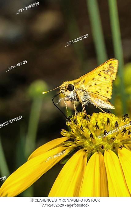 Fiery Skipper Butterfly (Hylephilus phyleus) Feeding on Cutleaf Daisy (Engelmannia peristenia) Flower