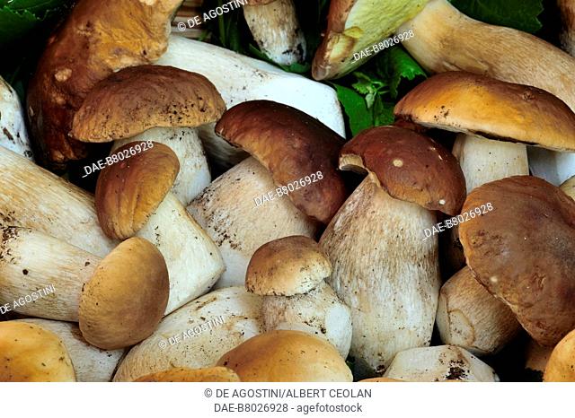 Porcini mushrooms, Piana Rotaliana, Trentino-Alto Adige, Italy